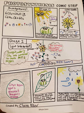 school project photosynthesis comic strip